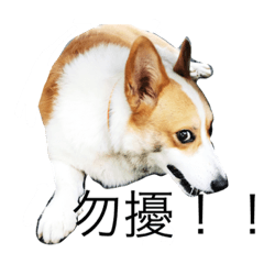 [LINEスタンプ] corgi and their friends 
