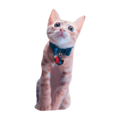 [LINEスタンプ] 猫のまりぶ 
