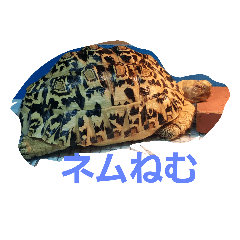[LINEスタンプ] Leopard tortoises