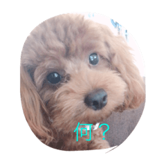 [LINEスタンプ] 日常で使いそうなココアスタンプ 