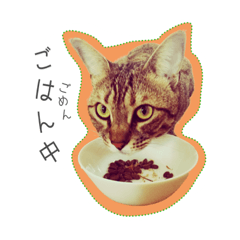[LINEスタンプ] バレとマルクのニャンだふるライフ fetchpriority=high