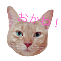 [LINEスタンプ] はむとねこ