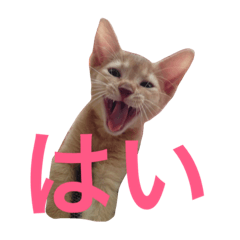 [LINEスタンプ] アビーのスタンプ