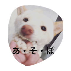 [LINEスタンプ] 白柴犬おゆき