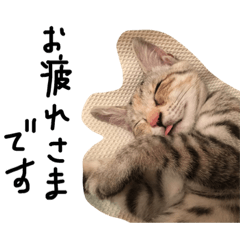 [LINEスタンプ] ねこねこ24