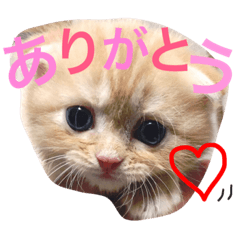 [LINEスタンプ] マンチカン 紅丸-akamaru-のスタンプ