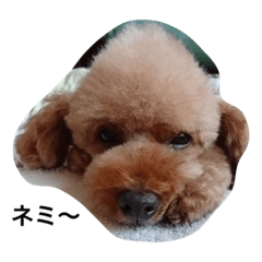 [LINEスタンプ] バリバリ