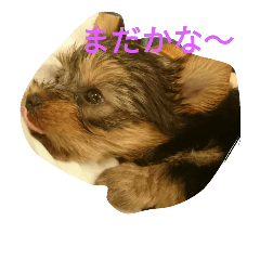 [LINEスタンプ] かわいい ヨーキ