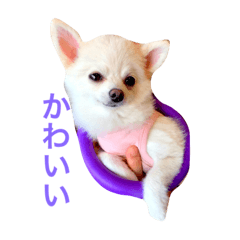 [LINEスタンプ] 白ポメラニアン  まりあ
