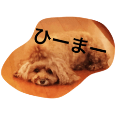 [LINEスタンプ] tiaraの日常
