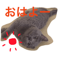 [LINEスタンプ] たまのスタンプ その1