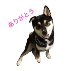 [LINEスタンプ] 黒柴とーや