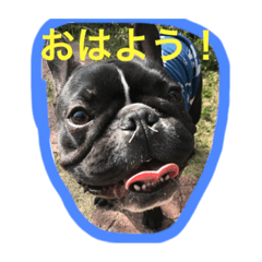 [LINEスタンプ] フレンチブルドッグ もなか。しうば。