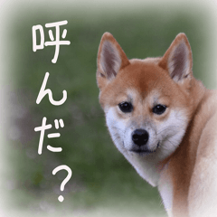 [LINEスタンプ] 柴犬こなつ