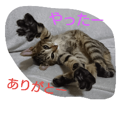 [LINEスタンプ] お猫さま写真館