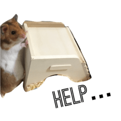 [LINEスタンプ] ハムスター ムチ子 日常スタンプ