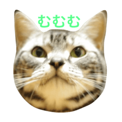[LINEスタンプ] 愛猫です。