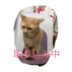 [LINEスタンプ] きなこ823