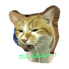 [LINEスタンプ] 吾輩はニャンコ2（家猫リコピンの日常）