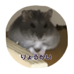 [LINEスタンプ] ぽちゃがす
