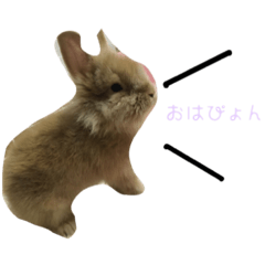 [LINEスタンプ] ぽむぽむ