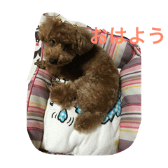 [LINEスタンプ] あんちゃん ごあいさつ