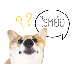 [LINEスタンプ] Nemo sweetcorgi