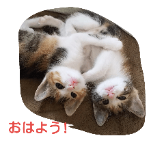 [LINEスタンプ] Empress cat