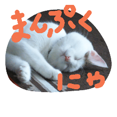 [LINEスタンプ] nyanmugi