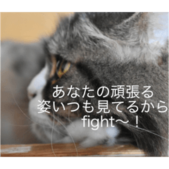 [LINEスタンプ] あにまりー
