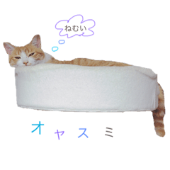 [LINEスタンプ] ねこのかぶりもの 