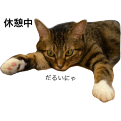 [LINEスタンプ] けいちゃんとてんくんまめちゃん