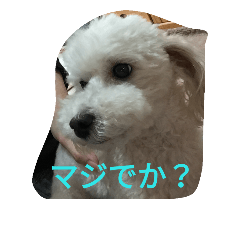 [LINEスタンプ] 舞鶴弁クリ2