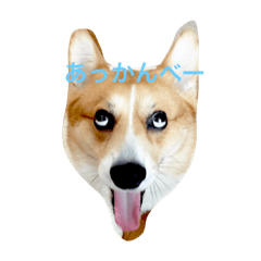 [LINEスタンプ] コーギーむぎの毎日スタンプ 