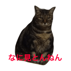 [LINEスタンプ] まいねこすたんプ 