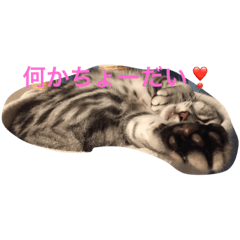[LINEスタンプ] 気持ちを伝えたいネコ2