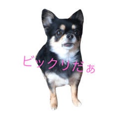 [LINEスタンプ] チワワのひめちゃん fetchpriority=high