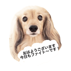 [LINEスタンプ] さくらの御挨拶 