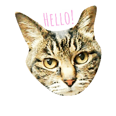 [LINEスタンプ] うちのキジトラ 