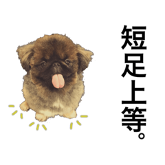[LINEスタンプ] うちのアホ犬ペキニーズ
