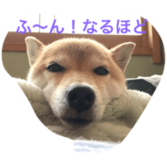 [LINEスタンプ] ソラの一日