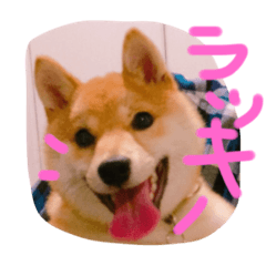 [LINEスタンプ] 豆柴まめち