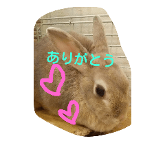 Chiffon rabbit