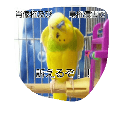 [LINEスタンプ] 代わりに訴えかけてくれるインコ、メリスイ
