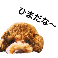 [LINEスタンプ] toypoodles ~Wonderful Life~