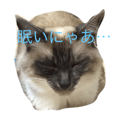[LINEスタンプ] buchimoko