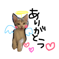 [LINEスタンプ] 田中家の愛猫こむぎちゃん