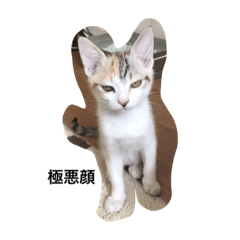 [LINEスタンプ] 三毛しま