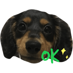 [LINEスタンプ] ダックスフンドのさくら2