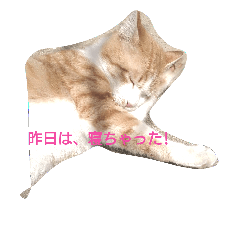[LINEスタンプ] cattttttttt！